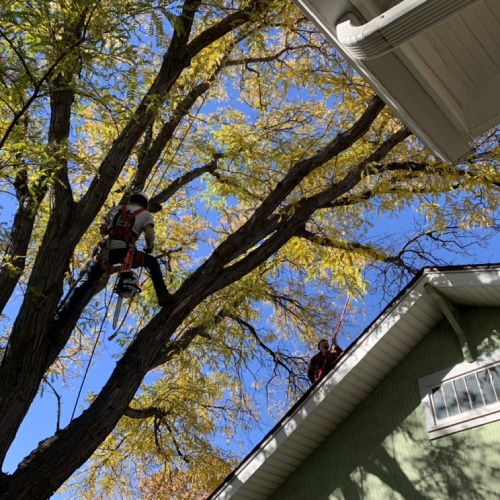 Residential Tree Services